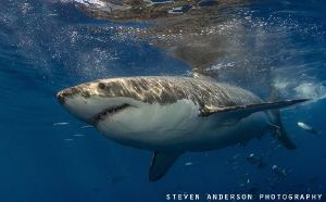 Great White Shark makes its pass by us. These sharks exhi... by Steven Anderson 